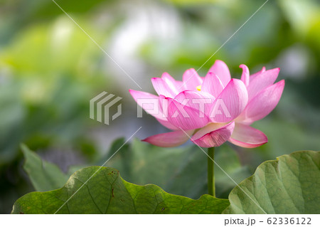 蓮の花 初夏イメージ 蓮の花 初夏イメージ 62336122