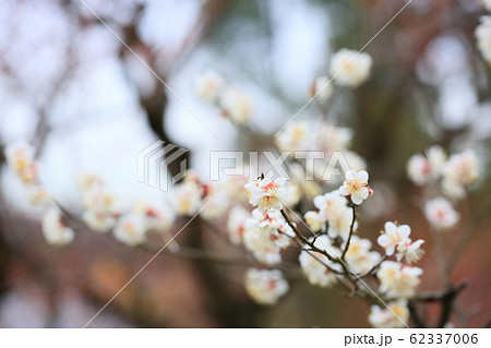 ウメの花 栄冠 ウメの花 栄冠 62337006