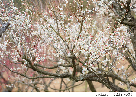ウメの花　南高 62337009