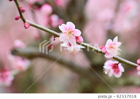 ウメの花　萩野 62337018