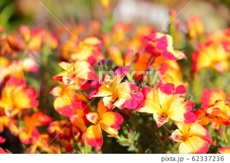 たくさん咲いたハツコイソウの花の写真素材