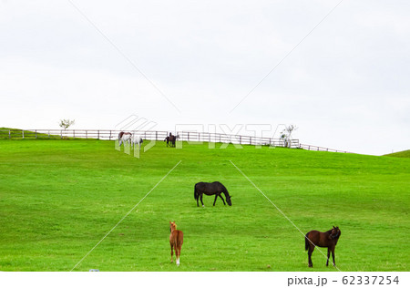 北海道浦河の風景　浦河サラブレッド銀座（優駿スタリオンステーション付近） 62337254