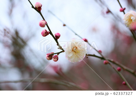 ウメの花　朱鷺の舞 62337327