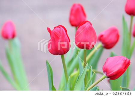 チューリップの花 62337333