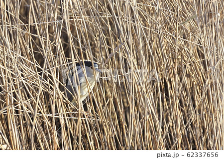隠れるゴイサギ 62337656