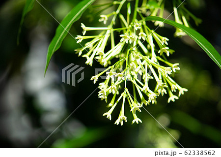 ヤコウボク ナス科 学名 Cestrum Nocturnum 別名 ヤコウカ 夜行花 夜に芳香を放つの写真素材