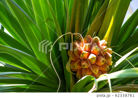 植物、小笠原、小笠原原産、タコノキ、露兜樹、蛸の木、学名、pandanus boninensis、葉 植物、小笠原、小笠原原産、タコノキ、露兜樹、蛸の木、学名、pandanus boninensis、葉 62338761