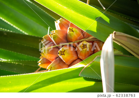 植物、小笠原、小笠原原産、タコノキ、露兜樹、蛸の木、学名、pandanus boninensis、葉 植物、小笠原、小笠原原産、タコノキ、露兜樹、蛸の木、学名、pandanus boninensis、葉 62338763