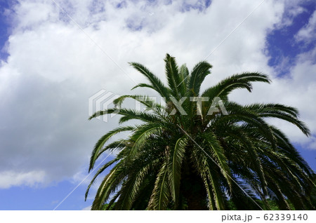 ヤシの木と雲のある空 62339140