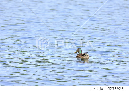 マガモ 62339224