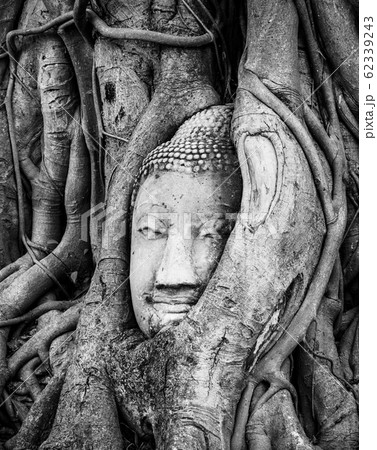 タイ　アユタヤ遺跡　ワット・マハタート　縦位置 62339243