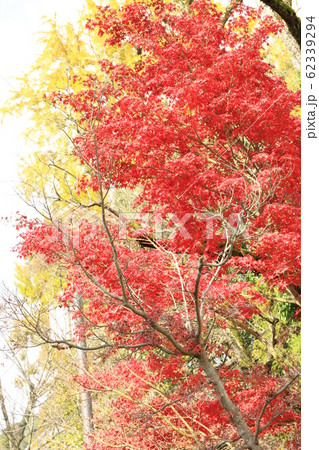 EOSかもがた町家公園2018no12 EOSかもがた町家公園2018no12 62339294