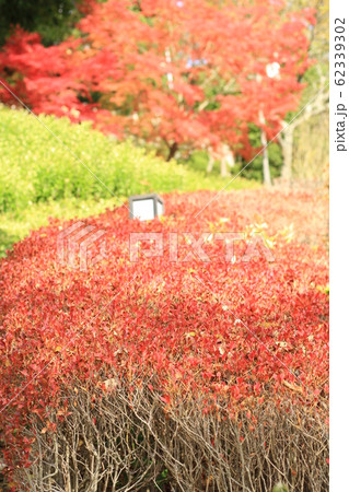 EOSかもがた町家公園2018no19 62339302