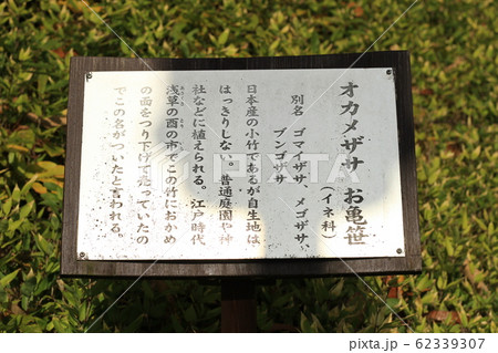 EOSかもがた町家公園2018no24 62339307