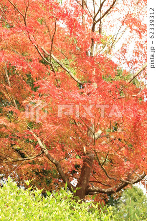 EOSかもがた町家公園2018no28 EOSかもがた町家公園2018no28 62339312