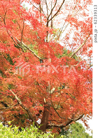 EOSかもがた町家公園2018no29 EOSかもがた町家公園2018no29 62339313