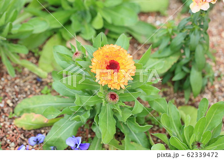 カレンデュラの花 カレンデュラの花 62339472