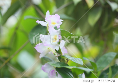 デンドロビュウムの花 62339478