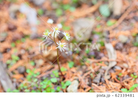 コセリバオウレンの花 62339481