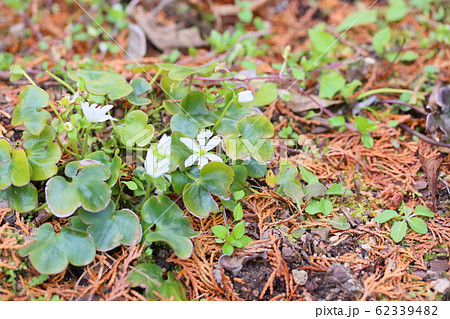 オオミスミソウの花 オオミスミソウの花 62339482