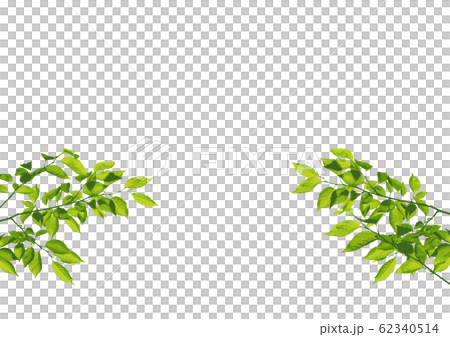 新鮮的綠色櫻桃葉 62340514