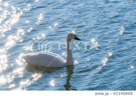 白鳥と水面の煌き 【長野県】 白鳥と水面の煌き 【長野県】 62340608