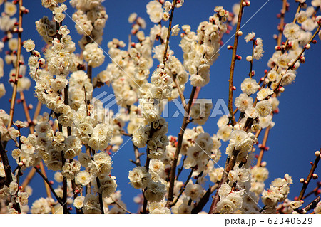 これから開花する蕾が残る白梅(1) これから開花する蕾が残る白梅(1) 62340629