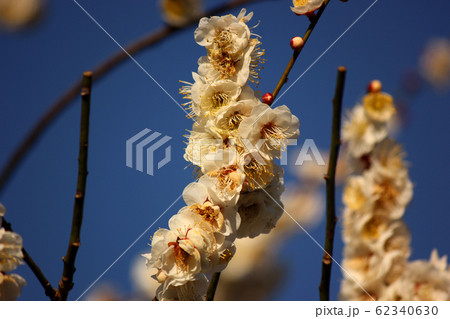 快晴の青空に映える植物園の白梅（8） 62340630
