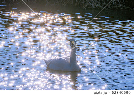 白鳥と水面の煌き　【長野県】 62340690