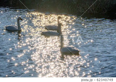 白鳥と水面の煌き 【長野県】 白鳥と水面の煌き 【長野県】 62340749