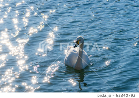 白鳥と水面の煌き　【長野県】 62340792