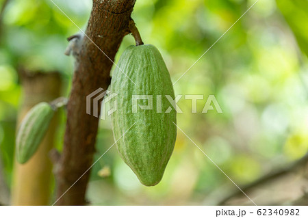 Cacao Tree (Theobroma cacao). Organic cocoa fruit 62340982
