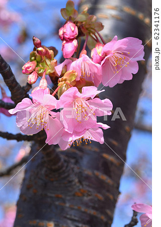 櫻ページ さくらちゃんと一緒の毎日を！木之本桜（CV：丹下桜）の録り