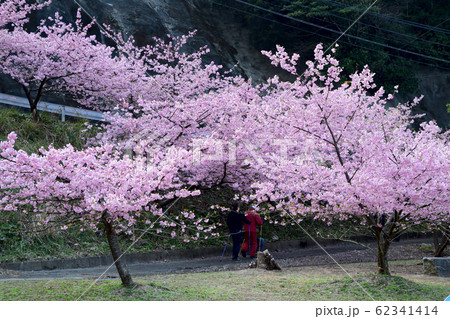 四浦半島の河津桜 四浦半島の河津桜 62341414