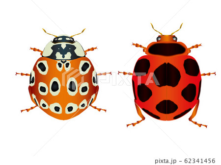ウンモンテントとトホシテントウ 62341456