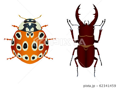 ウンモンテントウとノコギリクワガタ 62341459