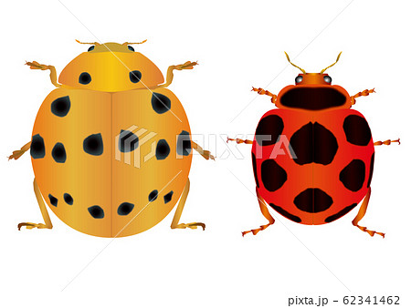 トホシテントウとハラグロオオテントウ トホシテントウとハラグロオオテントウ 62341462
