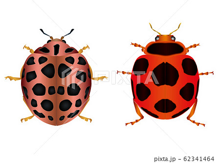 トホシテントウとニジュウヤホシテントウ 62341464
