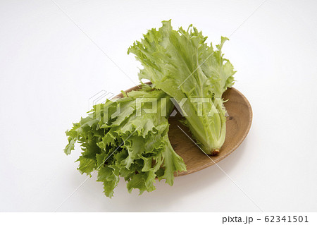 フリルレタス 62341501