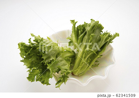 フリルレタス 62341509