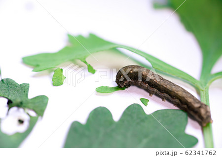 Caterpillar eating leaves on a white background 62341762