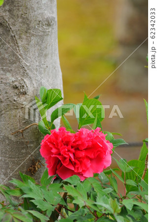 赤いボタンの花 赤いボタンの花 62342033