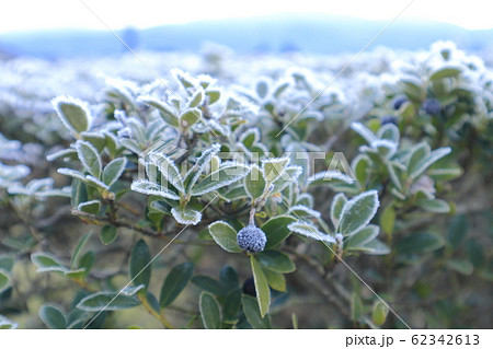霜が付いた植物の葉 寒い 冬の朝 霜が付いた植物の葉 寒い 冬の朝 62342613