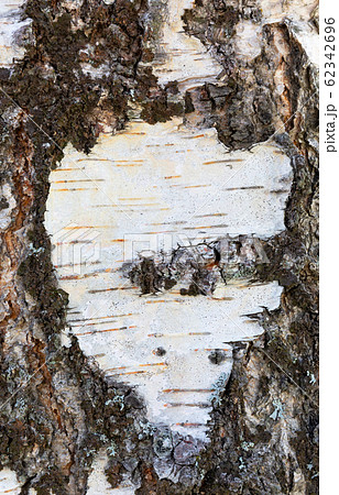 beautiful birch bark beautiful birch bark 62342696