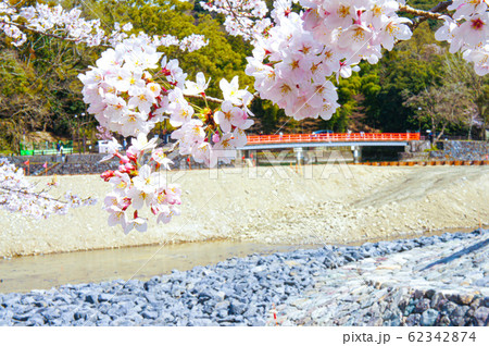 京都　桜 62342874