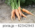 スティックにんじんの収穫 62342943