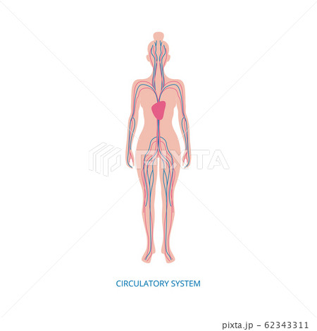 Circulatory system - human anatomy diagram on... - Stock Illustration  [62343311] - PIXTA