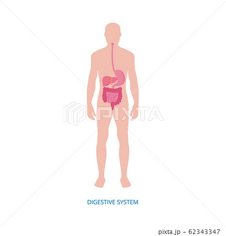 Human digestive system - medical diagram with internal organs 62343347
