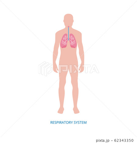Respiratory system - human anatomy diagram of cartoon man with pink lungs 62343350