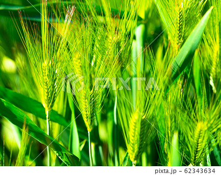 大麦畑 大麦畑 62343634